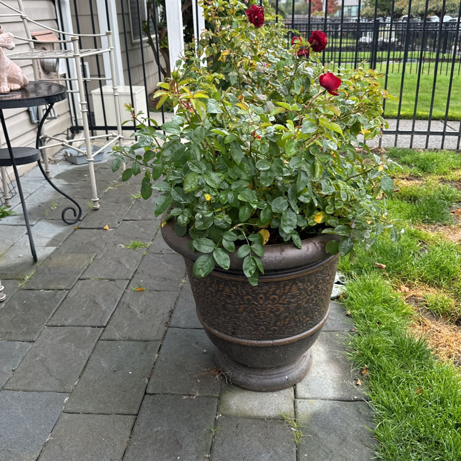 Three Large Planters With Roses 🌹