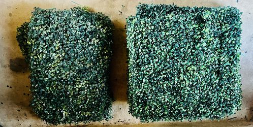 Hedges Grass