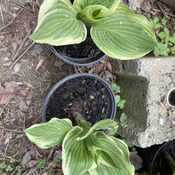 Single Root Hostas On Going Until End Of Summer 