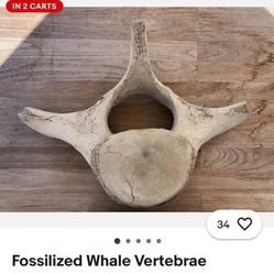 Blue Whale Vertebra 