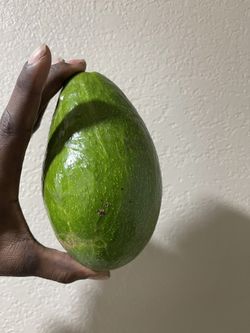 Avocado
