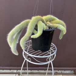Big Monkey Tail Cactus In 2 Gallons Pot