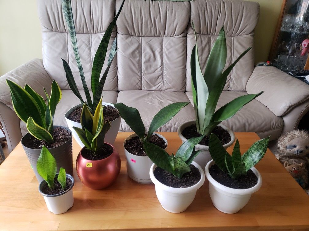 Snake Plants