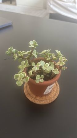 Variagated portulacaria afra