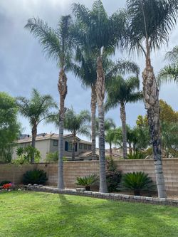 palm and landscape trimeos