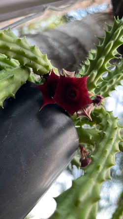 Red Dragón (Huernia Scheideriana)