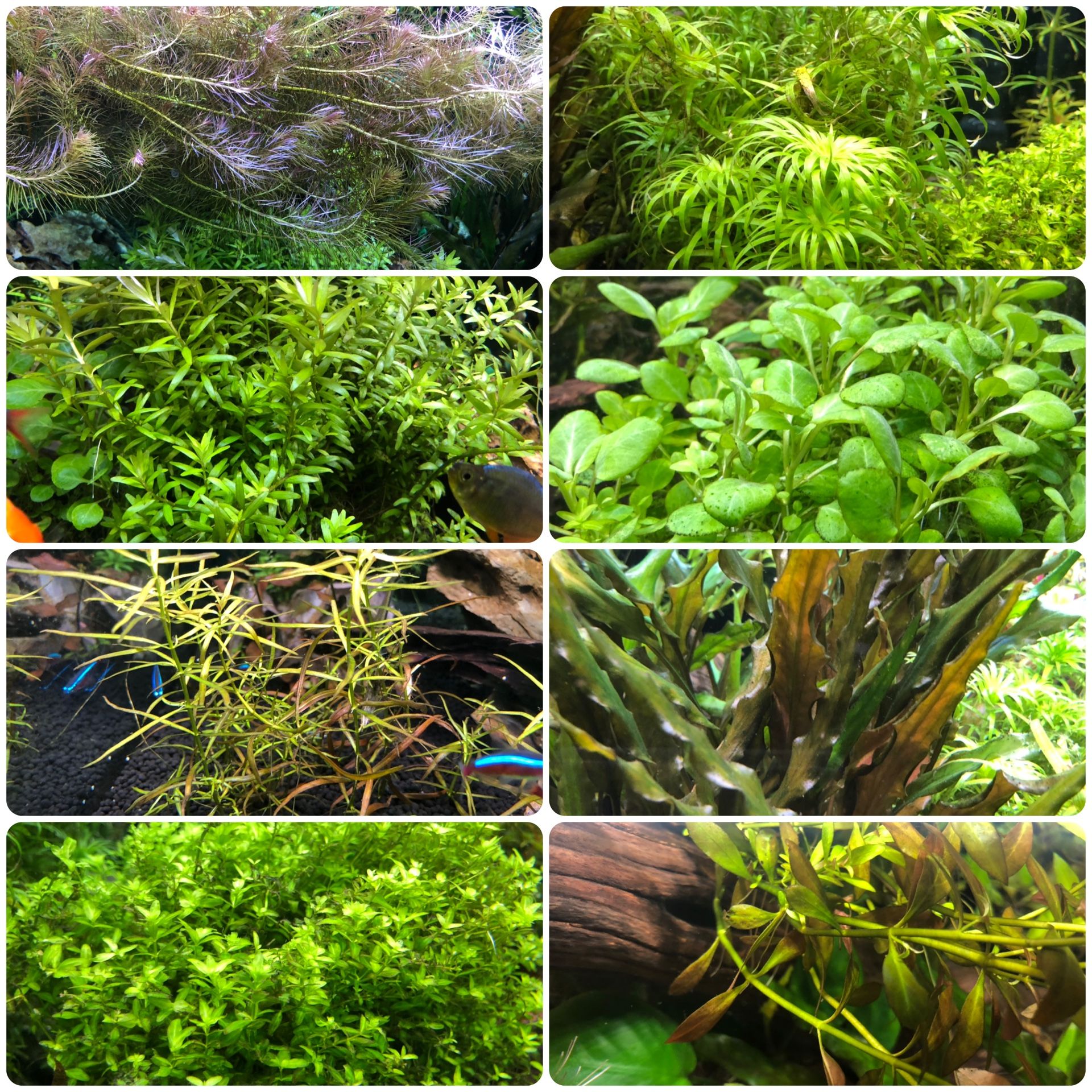 AQUATIC AQUARIUM PLANTS FOR SALE.