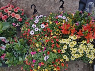 Plants for half of retail !!!