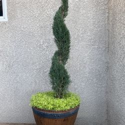 Cupressus Compacta Plant $50 Each