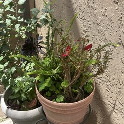 Poinsettia , Fern, Succulents 