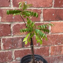 Double Tree Indian Curry Leaf 