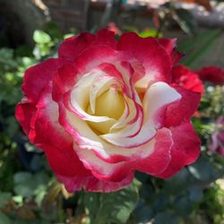 Double Delight Rose Bush Plant, In 5 Gallóns Pot Pick Up Only