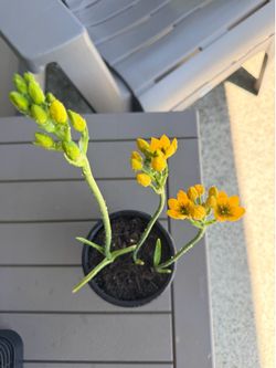 Plant perennial