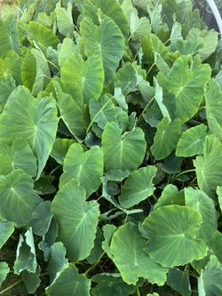 Dalo Plants Or Taro Plants