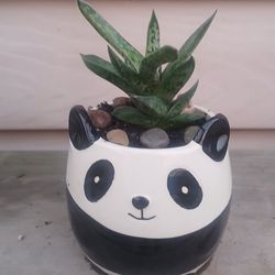 Gasteraloe Succulent Plant 🪴