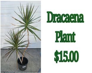 Dracaena Plant