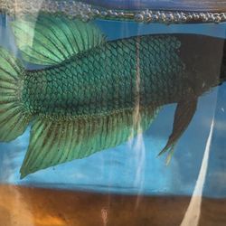 Aquarium Betta Dominicano Y Thailandes