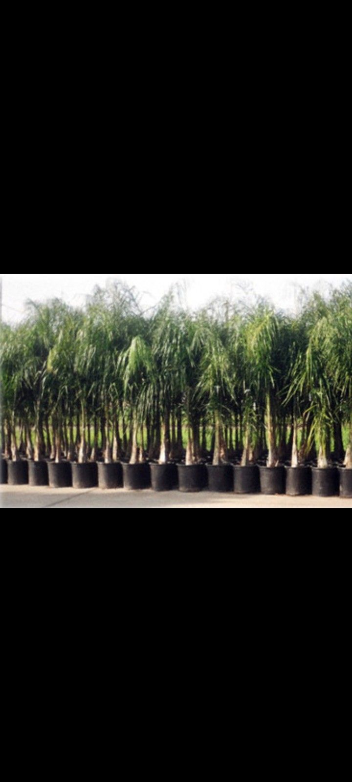 Queen Palms 15 Gallon 9ft Tall Palmas