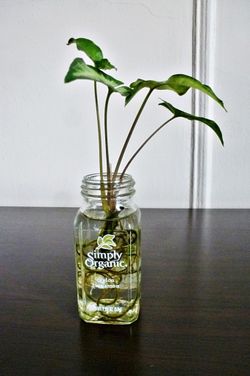 Healthy and Thriving Syngonium Arrowhead Plant Rooted Cutting