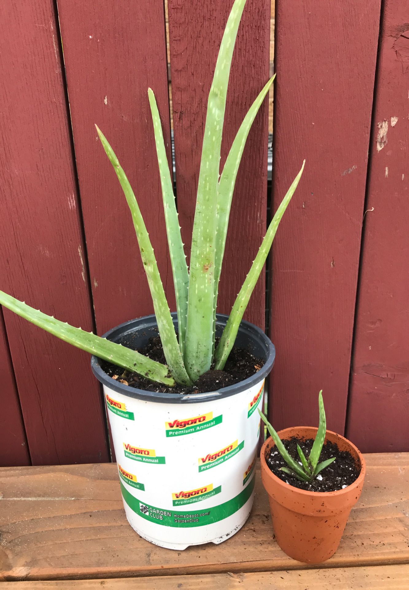 Aloe vera and orchids • priced individually, see post for details •