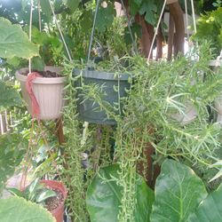 Plantas En Colgaderas (Pregunten Por Precios) $5+