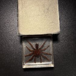 Real Tarantula Specimen Block