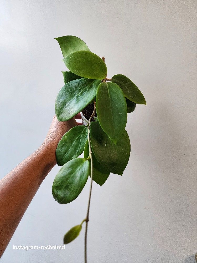 Hoya Kicki ( Rare)