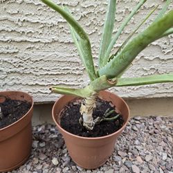 Free Aloe Plant