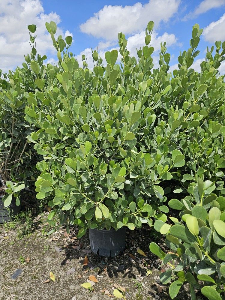 huge clusias over 6 feet tall besta ons town while supplies last.