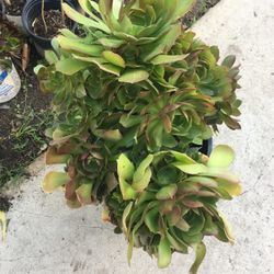Aeoniums