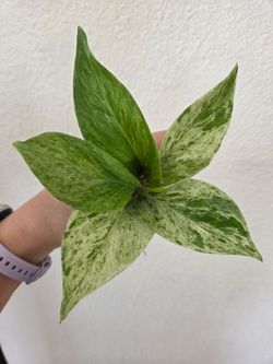 Marble Queen Pothos Plant Cuttings