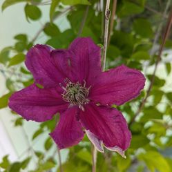 Ernest Markham Clematis 7 gallons