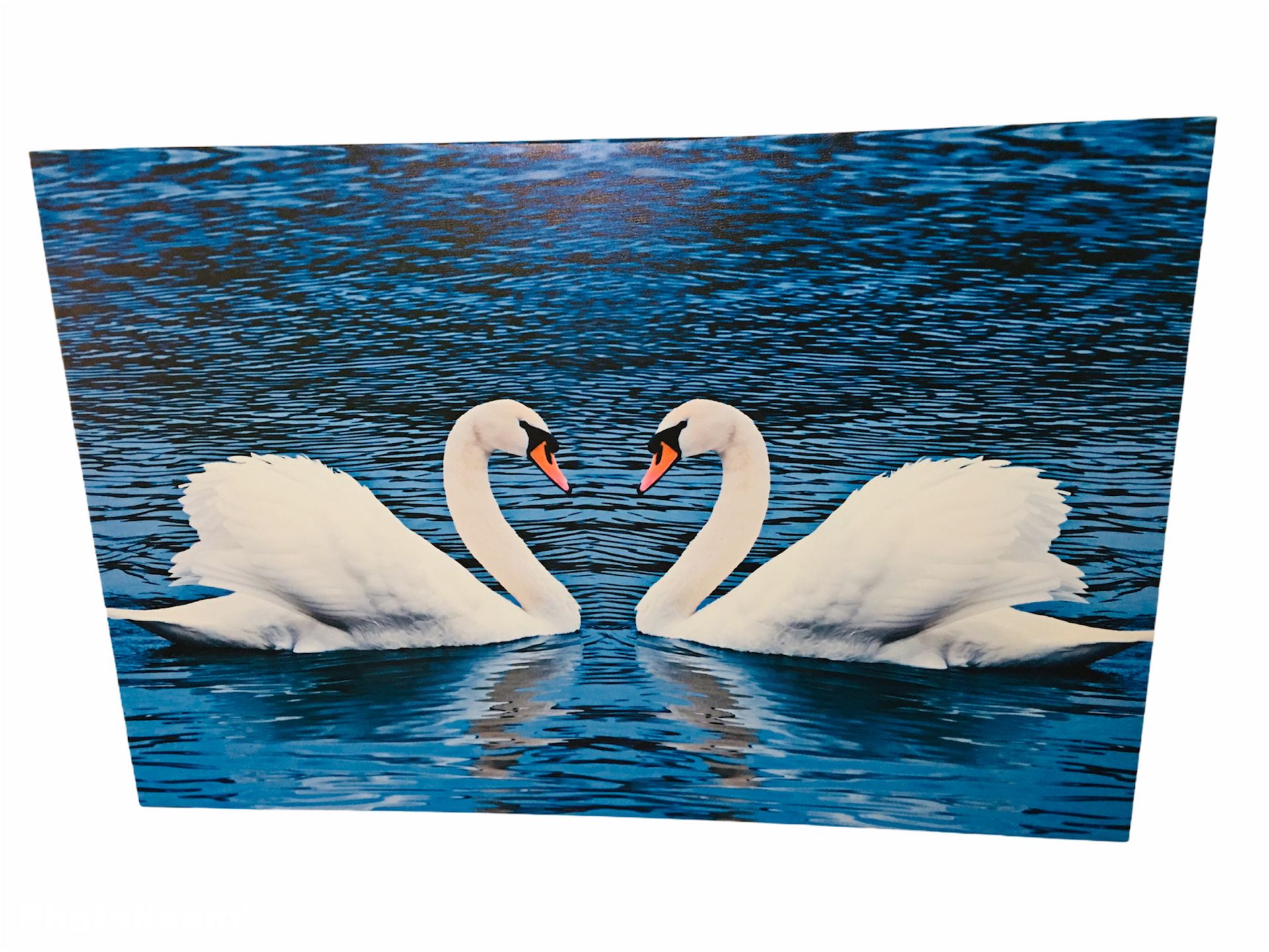 New Swan Couple Ready To Hang On Wall Canvas Painting