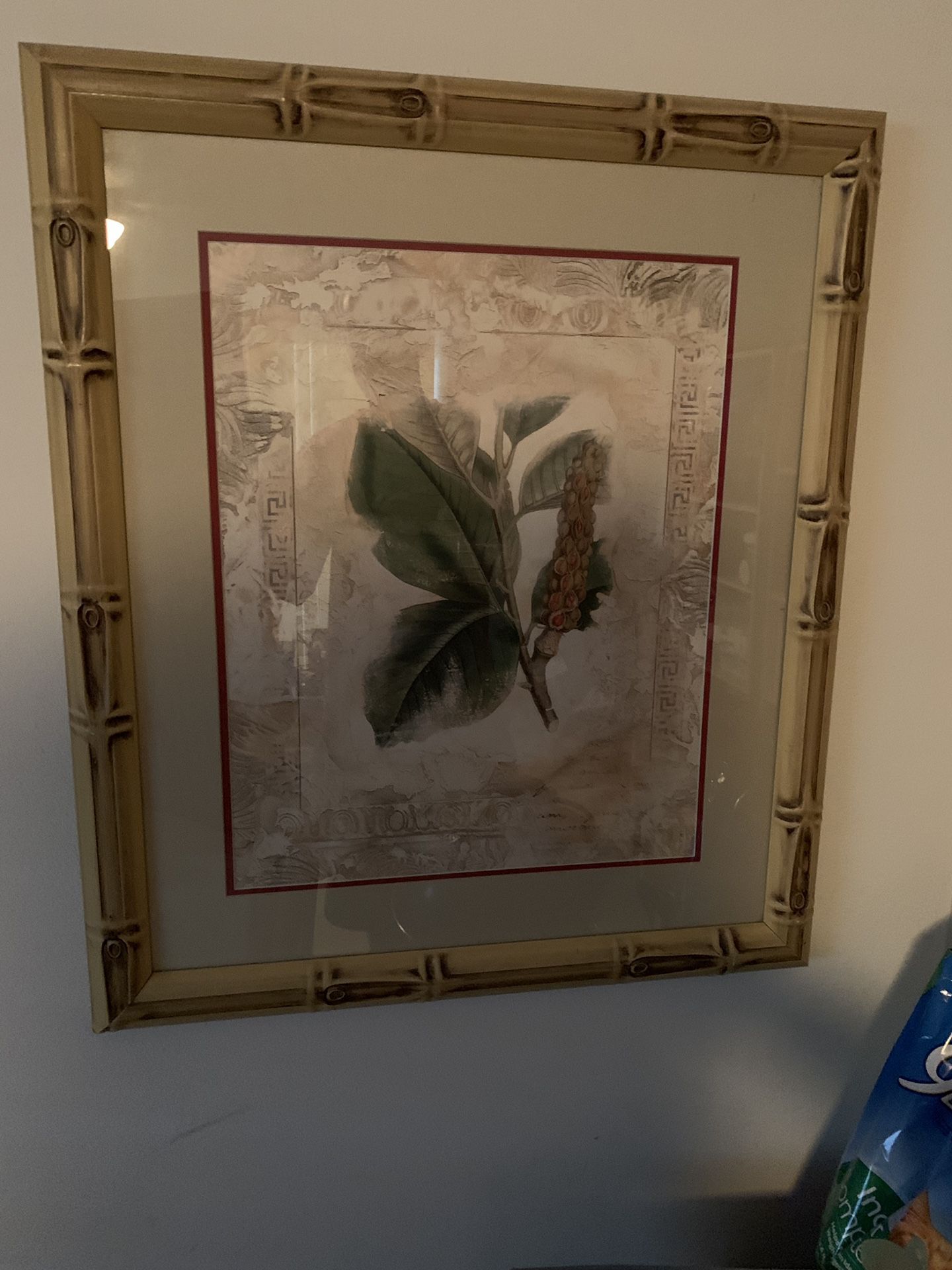 Framed Picture of Plant