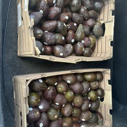 Avocados 