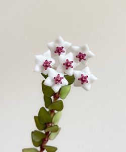 Hoya Chinghungensis ‘Sichuan’ | Live Plant