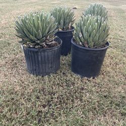 Agave Victoria Reginae