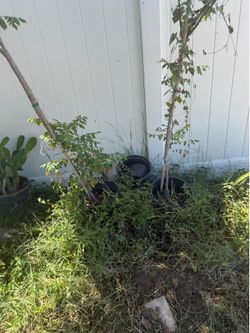 Two shade trees in pots