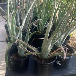 Aloe Vera Plants