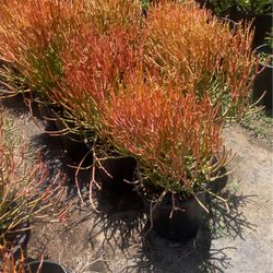 Plants 