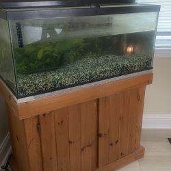Fish Tank 