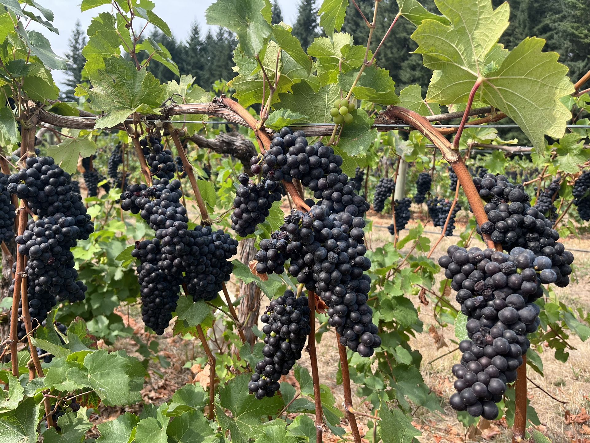 Pinot Noir
