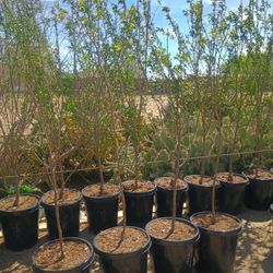 Persimmon, Cherry  Trees