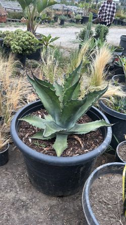 Agave Americana