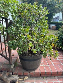 GIANT Jade Tree in Resin Wine Barrel Planter