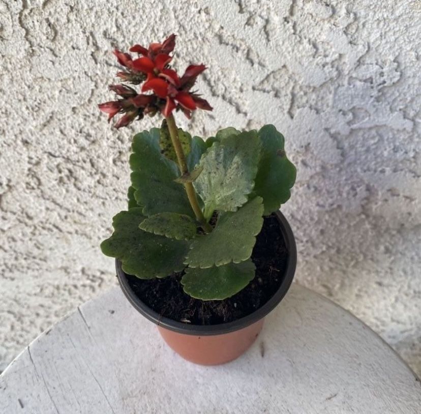3 Inch Pot Succulent Plant - Kalanchoe Crenata - Neverdie - Rooted & Established - Beautiful Red Flowers - Drought Resistant- Indoor / Outdoor ๐ธ