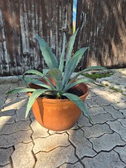 Blue agave