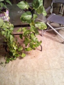 Plants15 each