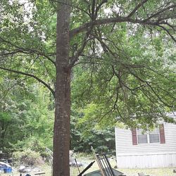 Free Tree He Say Oak