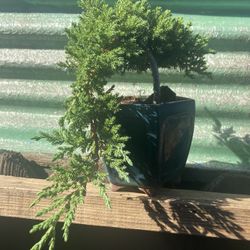 Bonsai Plants For Sale $50 Each Many To Choose From